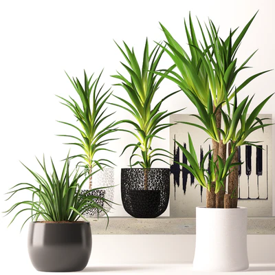 Houseplant set — Вид 1