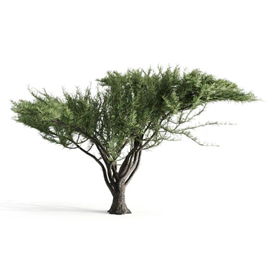 Acacia tortilis — Ver 3