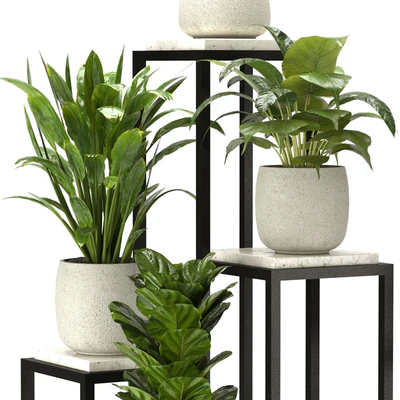 Collection Indoor Plants Nim08 — Вид 6