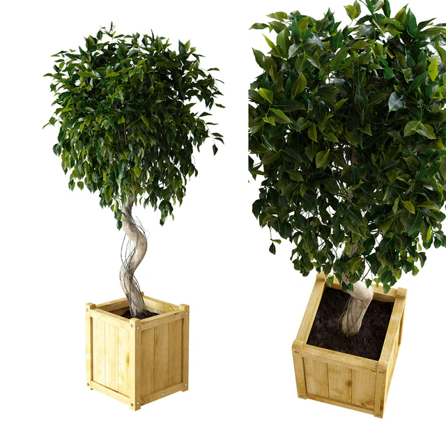 Ficus \ Benjamina — Descargar
