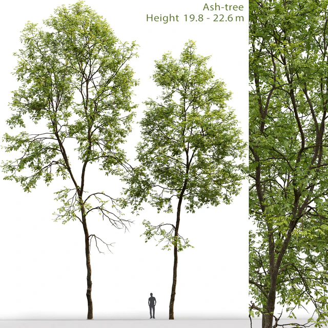 Ясень | Ash-tree #6 (19.8-22.6m) — Скачать
