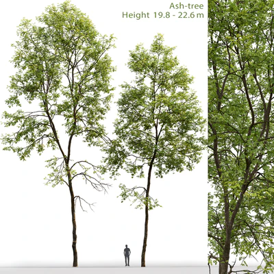Ясень | Ash-tree #6 (19.8-22.6m) — Вид 1