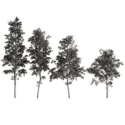 Eucalyptus tree forest 4 tree vray — Вид 5