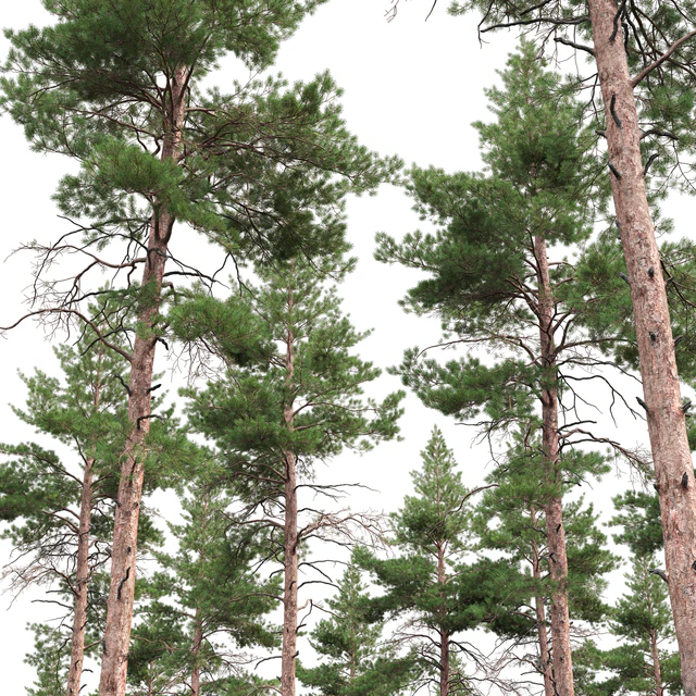 Pine — Скачать