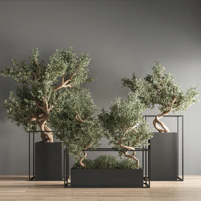indoor plant bonsai set 24 — Ver 7