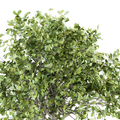 indoor Plant Set 189 - Tree in pot — Ver 4