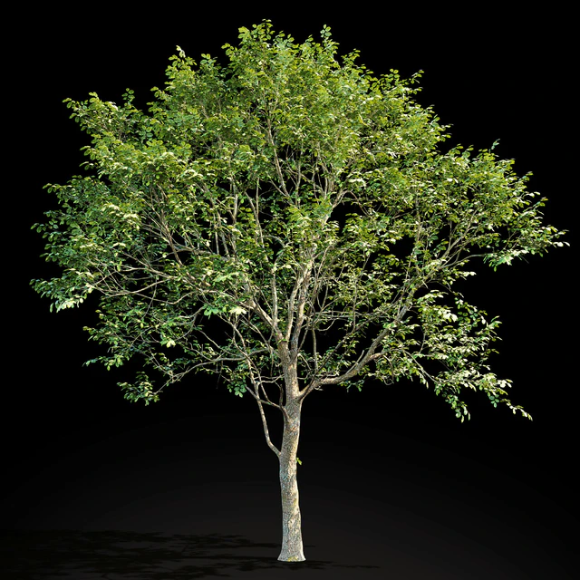 Elm (Elm) 8 m — Descargar