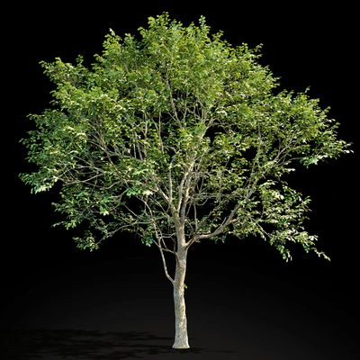 Elm (Elm) 8 m — Ver 1