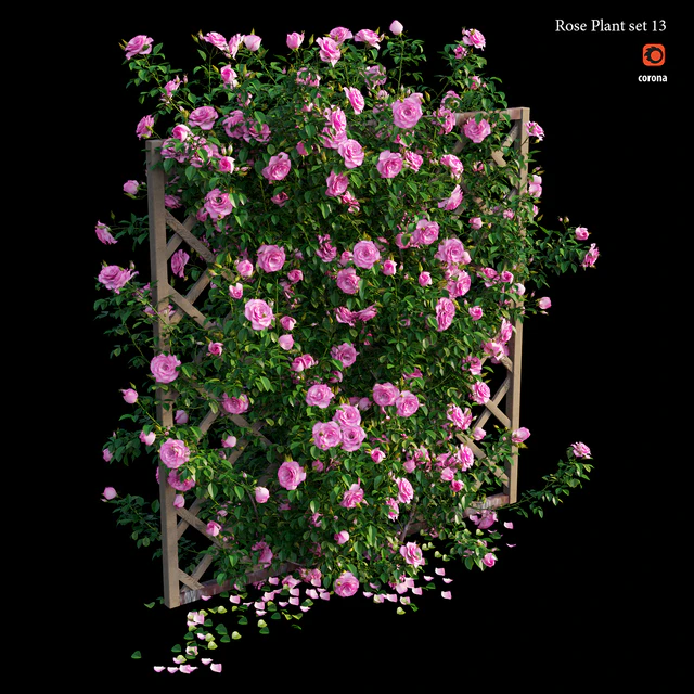 Rose plant set 13 — Скачать