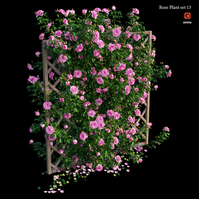 Rose plant set 13 — Вид 5