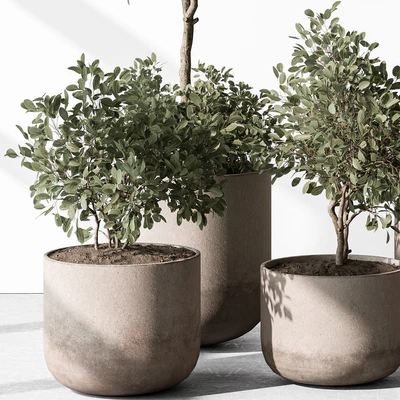 Indoor Plant 572 - European Olive — Ver 7