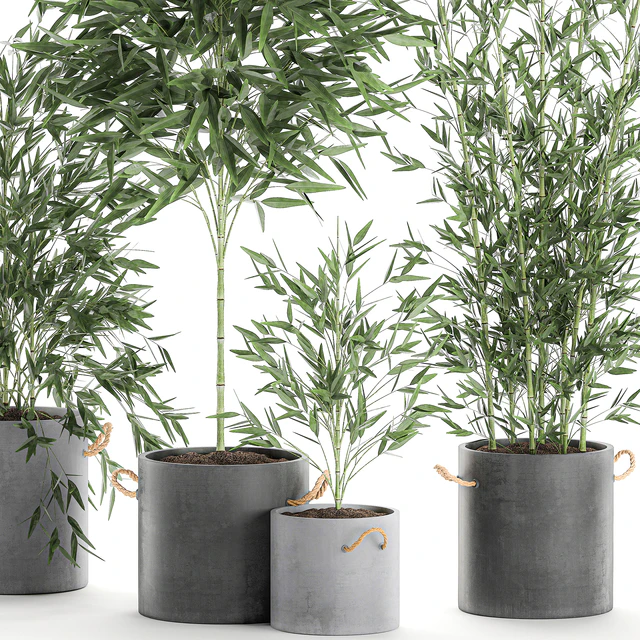A collection of beautiful small lush bamboo bushes in concrete pots with bamboo handles. Set 596. — Descargar
