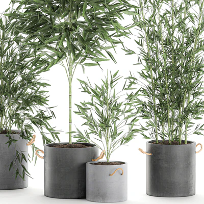 A collection of beautiful small lush bamboo bushes in concrete pots with bamboo handles. Set 596. — Ver 5