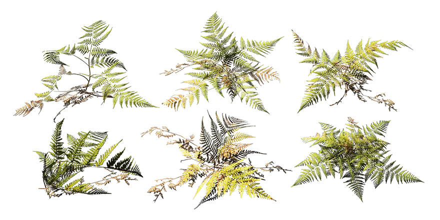 bracken fern 001 — Descargar