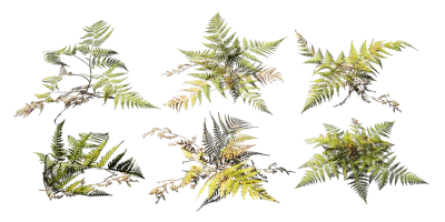 bracken fern 001 — Descargar