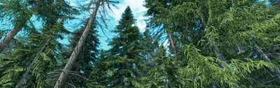 itrees vol 004 fir trees — Descargar