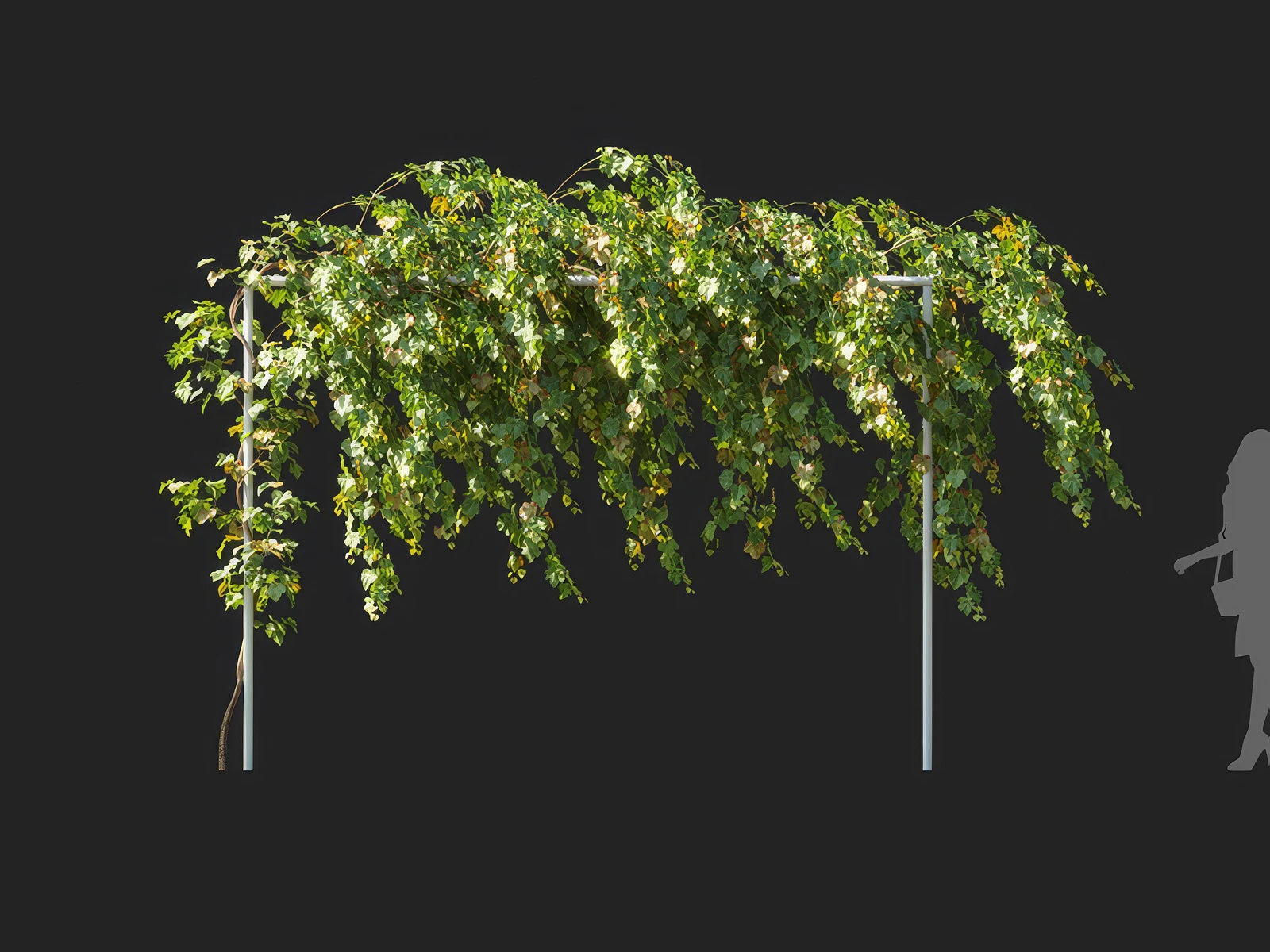 vitis vinifera 006 — Скачать