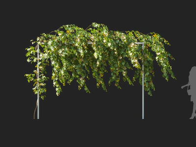 vitis vinifera 006 — download