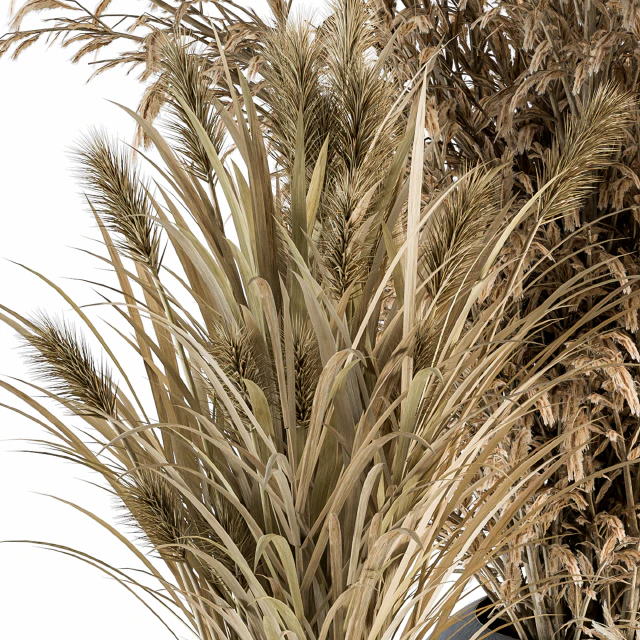 Dry plants 81 - Dried Plants Set — Descargar