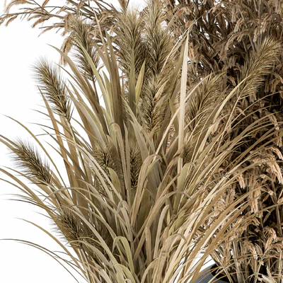 Dry plants 81 - Dried Plants Set — Ver 5