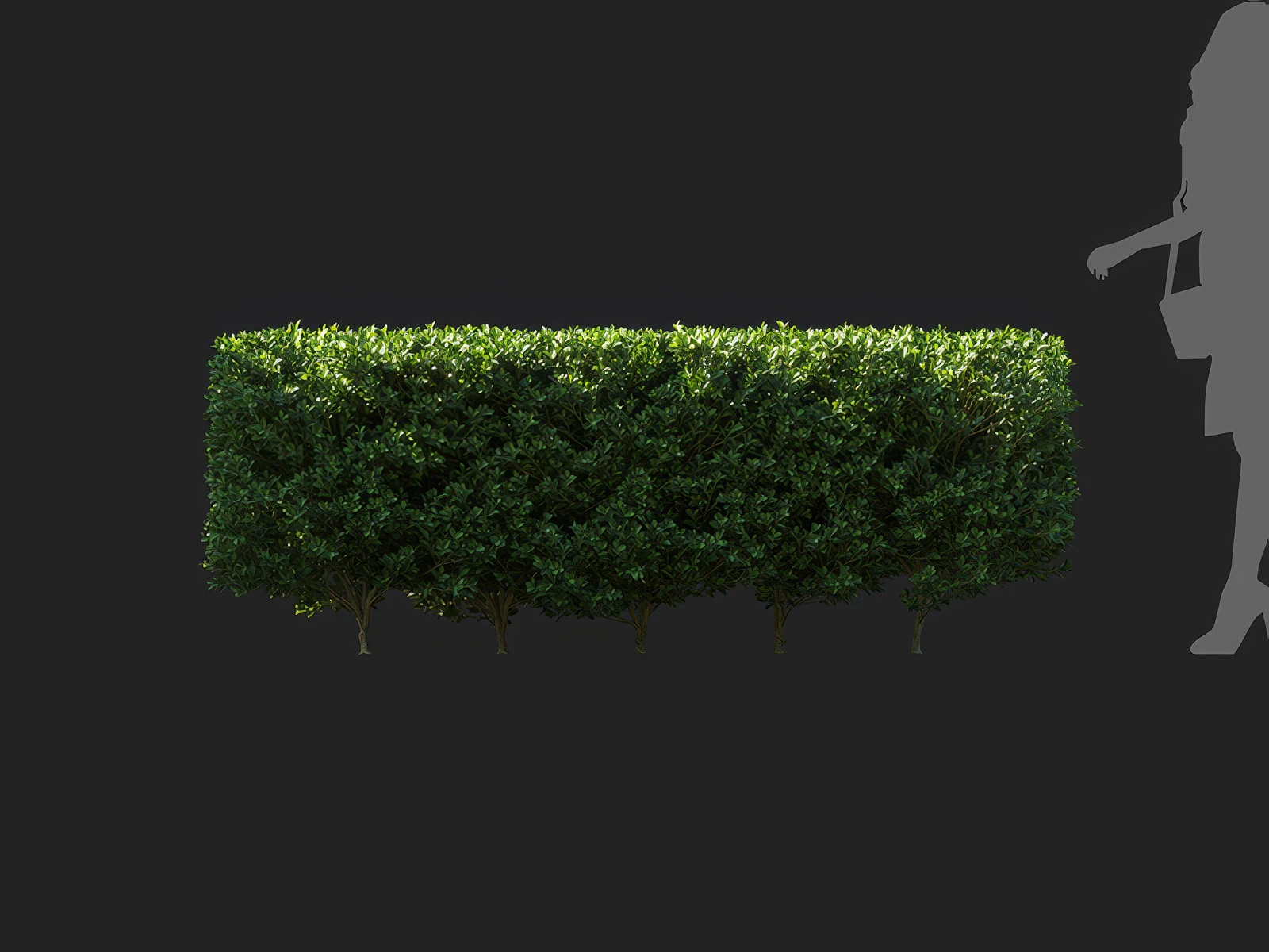 ilex maximowicziana 006 — Скачать