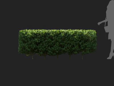 ilex maximowicziana 006 — Скачать