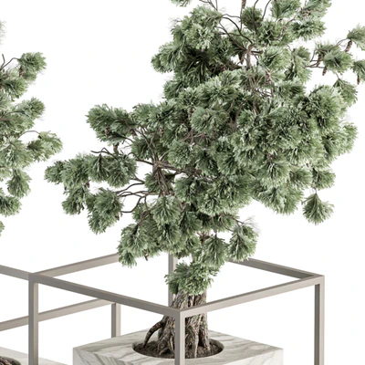 indoor Plant Set 358 - Bonsai Set Plant in pot — Вид 4