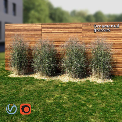 Ornamental grass red-green — Вид 2