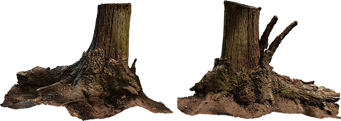 lichen stump 002 — Скачать