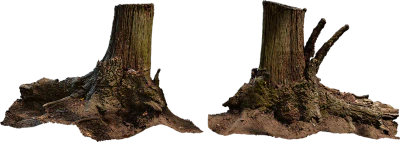 lichen stump 002 — Скачать