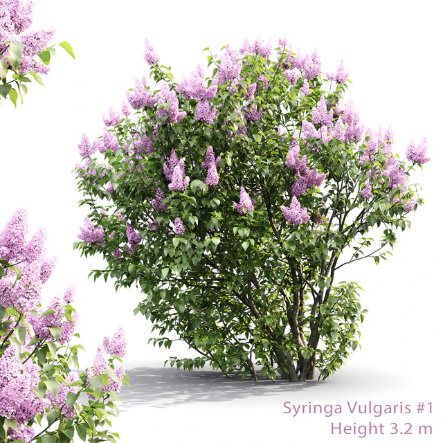 Syringa — Скачать