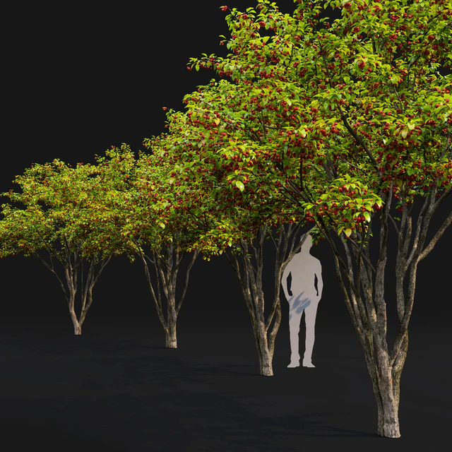 Malus fruit tree # 3 — Descargar
