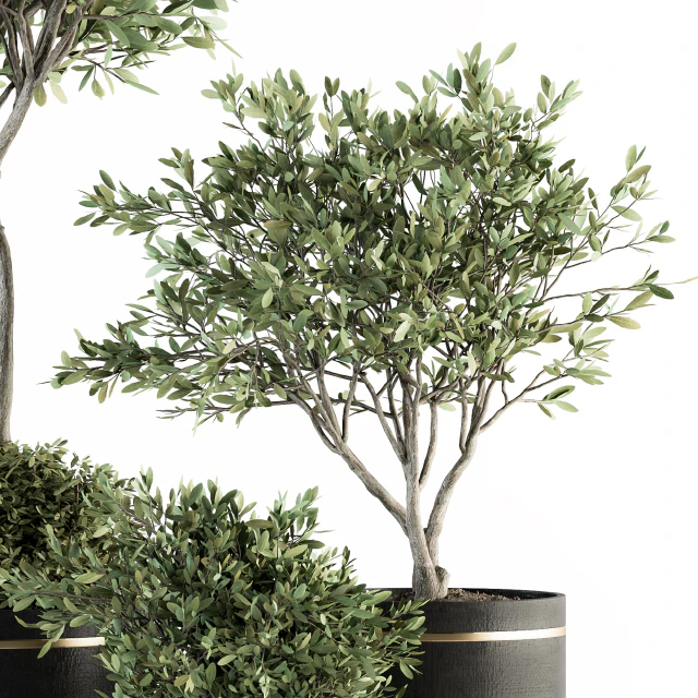 indoor Plant Set 239 - Olive in Pot — Скачать