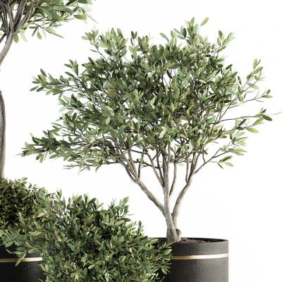 indoor Plant Set 239 - Olive in Pot — Вид 4