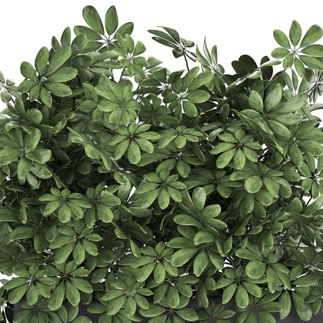 A beautiful lush shrub of an ornamental plant in a black Scheffler pot. Set 767. — Descargar