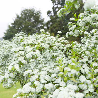 Spiraea Vanhouttei — Вид 6