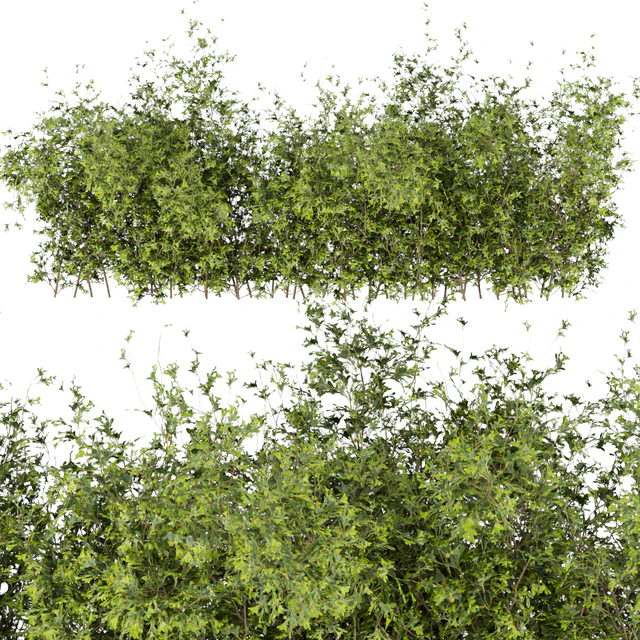 Collection plant vol 309 - bush - outdoor - leaf — Descargar