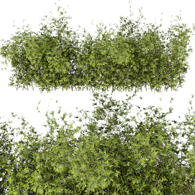 Collection plant vol 309 - bush - outdoor - leaf — Ver 7