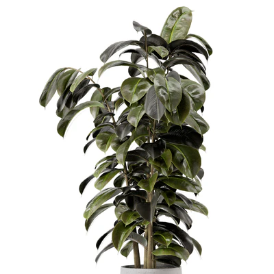Indoor Plants  in rusty Concrete Pot - Set 549 — Вид 7