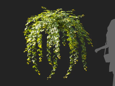 cissus rhombifolia 005 — Descargar
