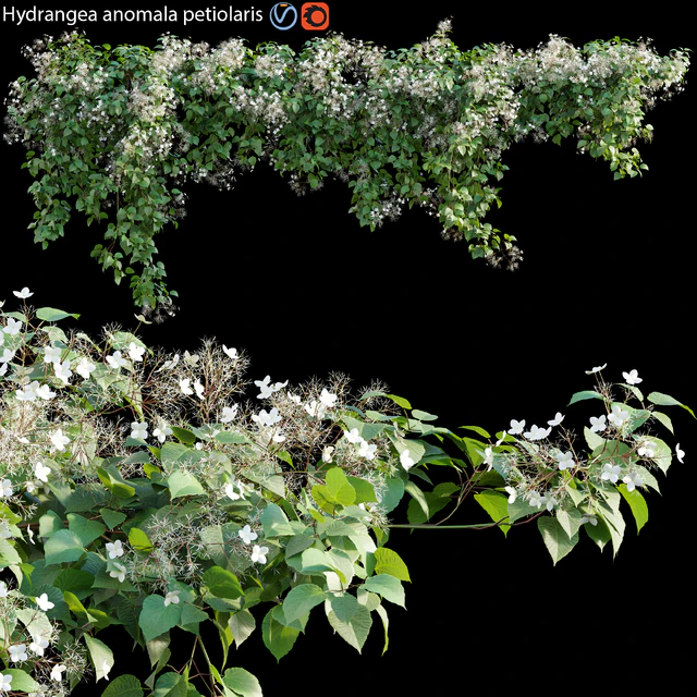 Hydrangea anomala petiolaris - Climbing Hydrangea 01 — Descargar
