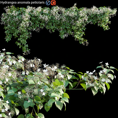 Hydrangea anomala petiolaris - Climbing Hydrangea 01 — Descargar