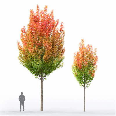 Acer — Вид 5