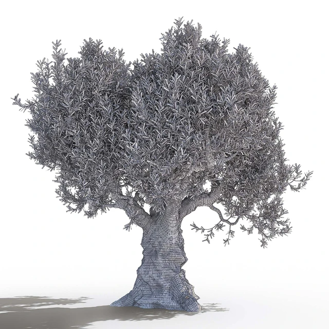 Olive tree 2 — Descargar