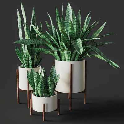 Sansevieria 2 — Ver 1