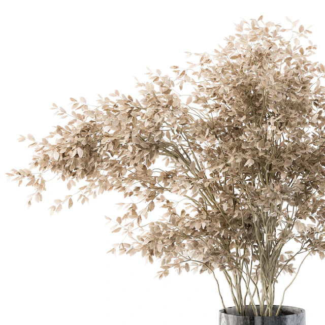 Dry plants 43 - Dried Plant Pampas — Descargar