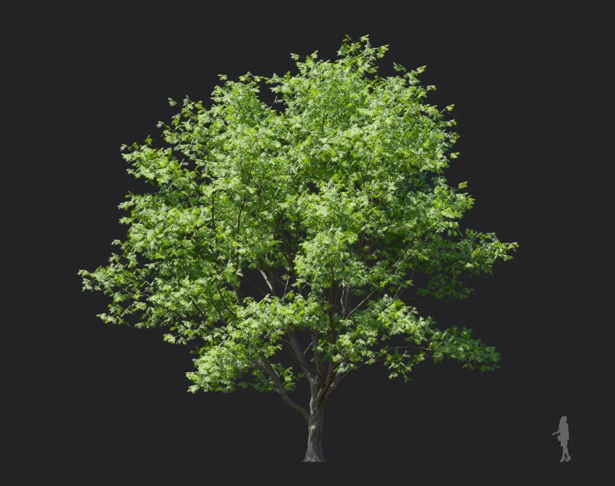 phellodendron amurense 001 — Скачать