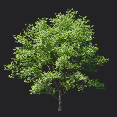 phellodendron amurense 001 — download