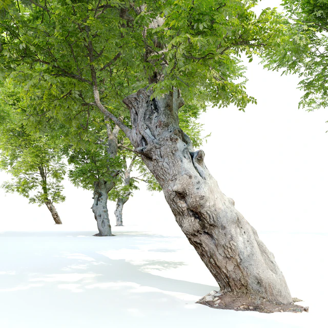 Fiddlewood tree 2 — Descargar