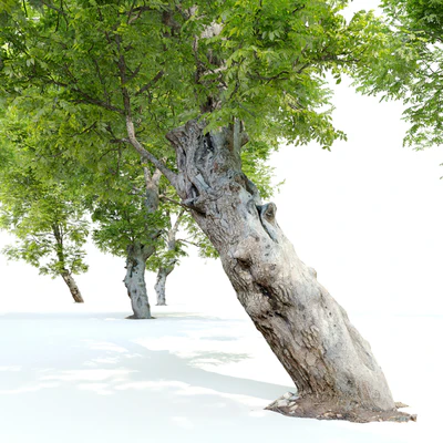 Fiddlewood tree 2 — Ver 5